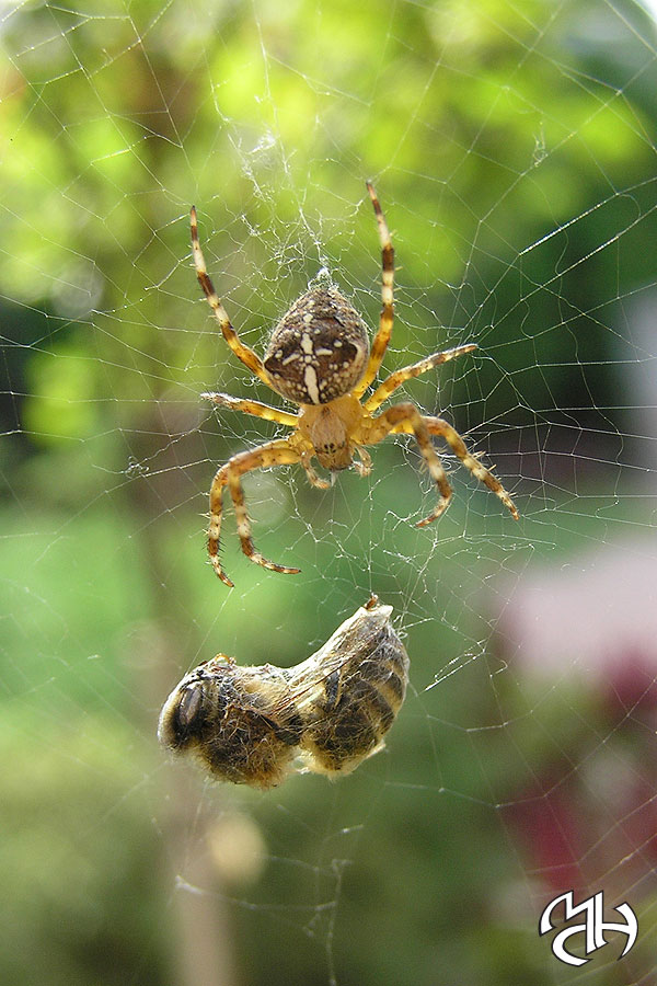 Spider web by Marqoni