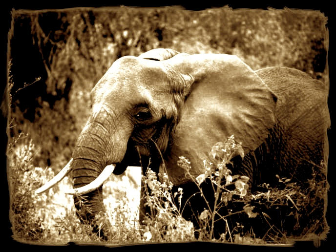 elephant by aliecatrose