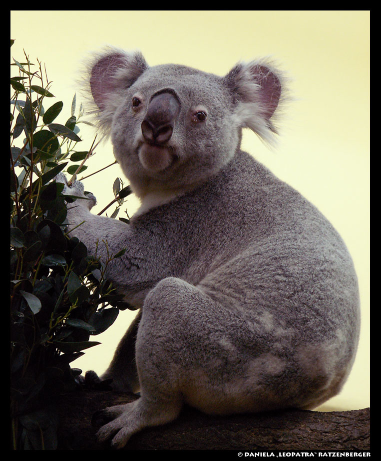 Koala   by leopatra lionfur