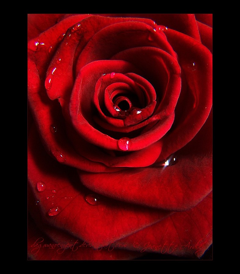 Rose   Red by Dagwanoenyent