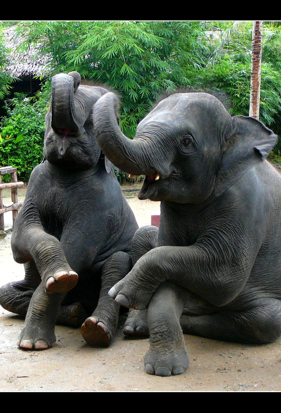 Elephants by NoisyPinkBubbles