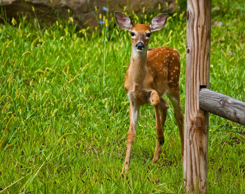 Fawn at the Fence by wvdolphin