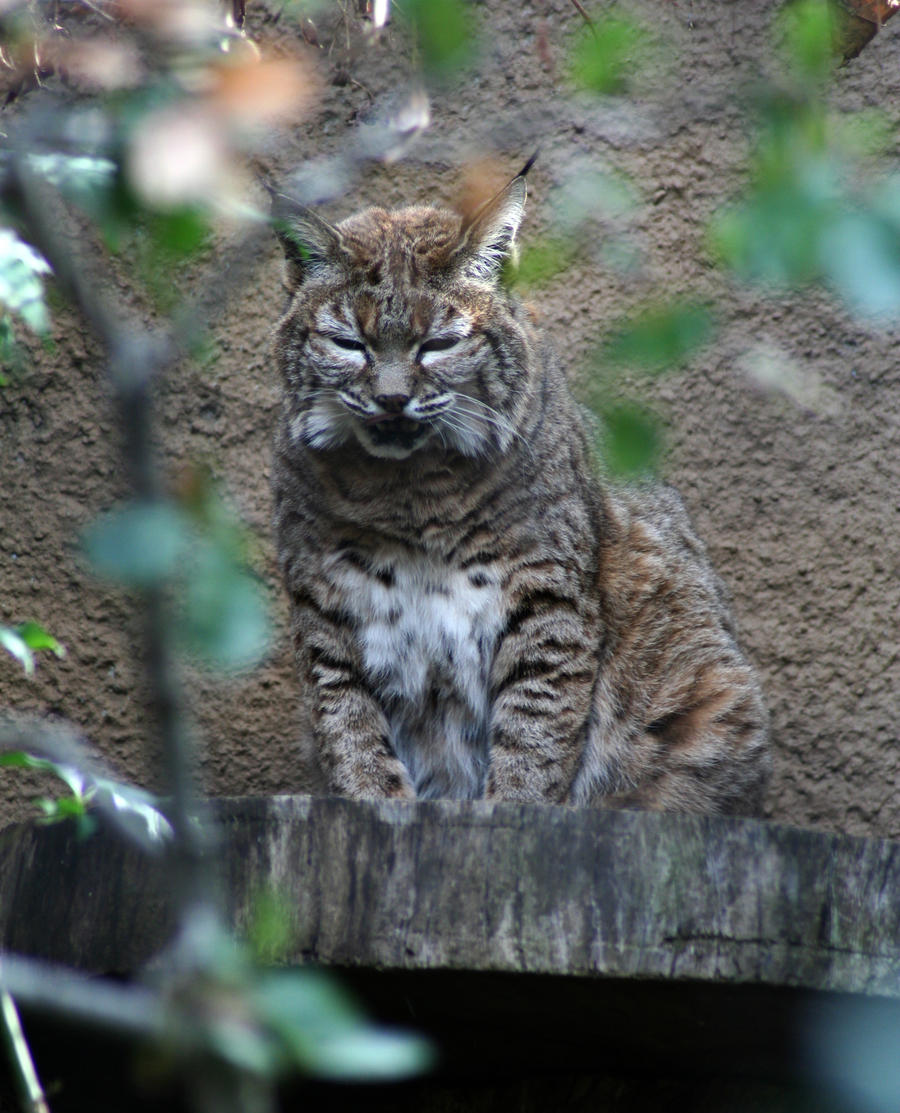 Bobcat by shelly349