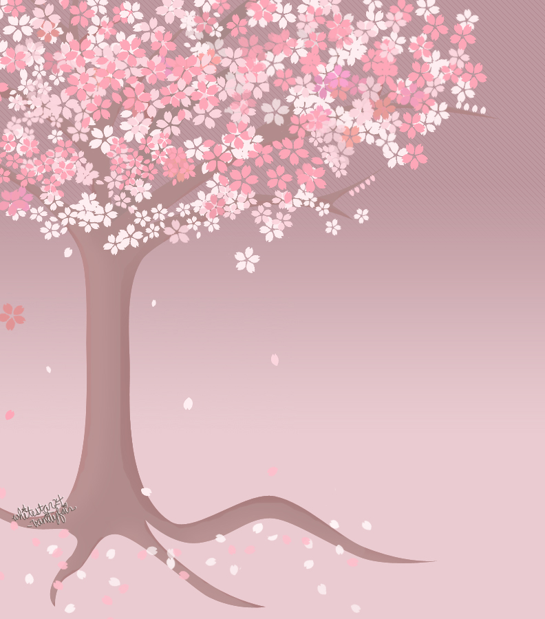 cherry tree drawing in blossom. cherry tree drawing. cherry
