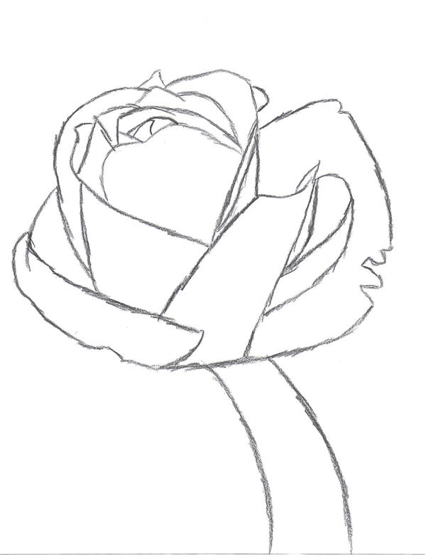 black rose sketches