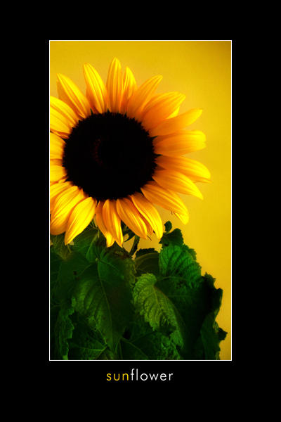 ( ) Sunflower_by_Derfel.