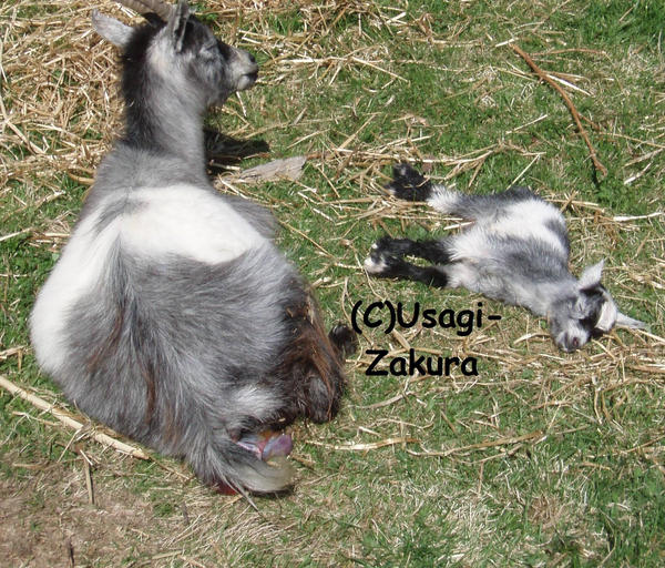 Sleepy_baby_goat_by_Usagi_Zakura.jpg