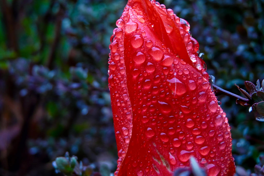 Red_Rain_by_speedyink.jpg
