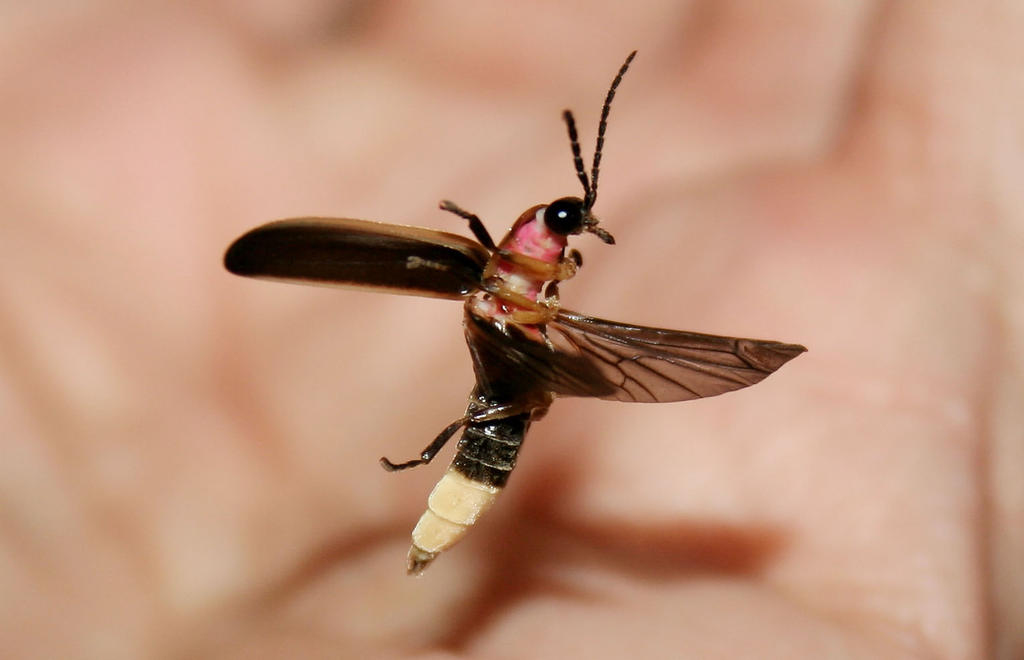 Firefly  Coleoptera lampyridae by Atrus E