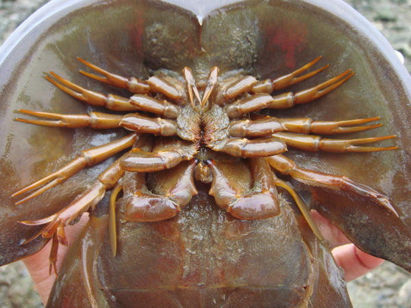 horseshoe crab diagram. horseshoe crab