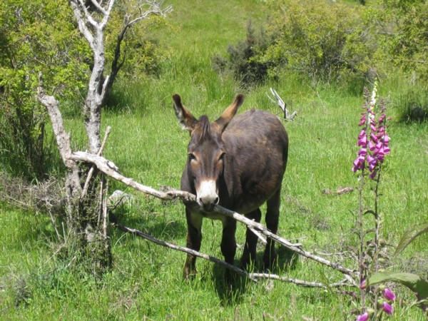 Donkey by Rochdur