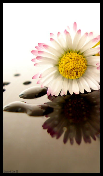 daisy by libelle