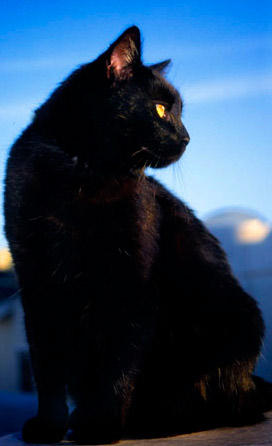 Black_Cat_by_Padfoot121.jpg